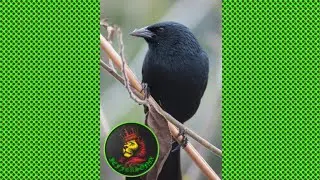 graúna (pássaro preto) esquenta 1 hora | canto dos pássaros | jefferson8x official