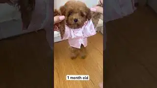 5 months puppy&rsquo;s life growth journey 🐶 #puppy #puppylife #poodle #dog #viralshorts