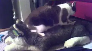 The Mating Habits of the Wild Butts