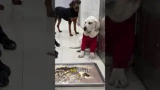 Doubao Online Supervisor... .#You won t know the joy of keeping a dog until you have