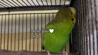 I Love You Bird! - Boba the Budgie - Talking Parakeet