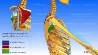 Anterior elevation of the arm and synergies of the rotator cuff