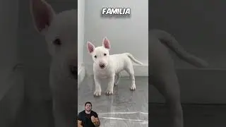 Este es el bullterrier #bullterrier #bully #dogs #doglover #perros #perro #amor #youtubeshorts