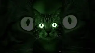 🌜Mystic Eyes: Discover the Enigmatic Glare of a Cat in the Dark🐱