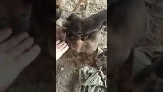 Viral video 2024#Best Animal #JOJo#All Family#shorts