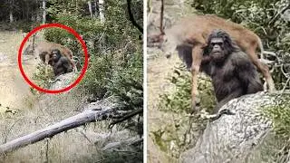 The Most Shocking BIGFOOT SIGHTINGS Caught On Camera