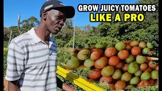Growing Tomatoes Like a Pro Simplified : Tips from a Zimbabwean Farm 🍅 #tomatoes