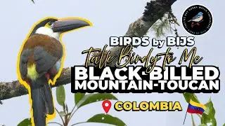 Black-billed Mountain Toucan - Birding Colombia - BIRDS by BIJS