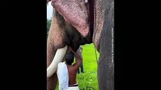 momen unik melepas gading palsu pada gajah #animals