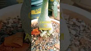 Caudex of grafted Adenium #shorts#youtube shorts#gardening#desert rose@goutamifirstvlog
