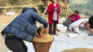 गाउमा धान यसरी भाग लगाइन छ || process of rice dividing in village of Nepal