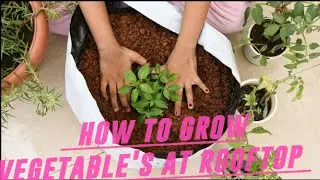 roof top kitchen garden. how to grow vegetables at rooftop. with zero investment. #gardening