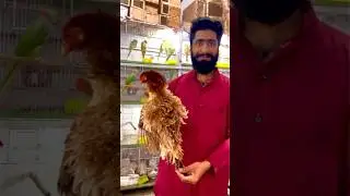 Imported frill back hen | beautiful | long hairs | breeder | farming | fancy