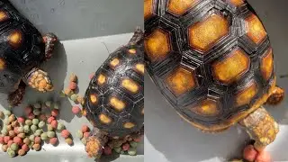BREAKFAST! 😋 | CHERRYHEAD & REDFOOT TORTOISE 🐢 | INDONESIA 🇮🇩