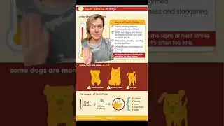 PSA DOG OWNERS: Heat Stroke