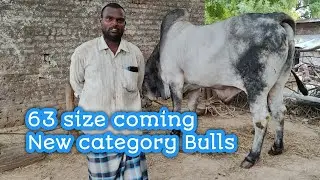 VSR nandi breeding Bull centre || వల్లాల వెంకట సూర్య యాదవ్ సుబ్రహ్మణ్యం యాదవ్ గారి గిత్తలు