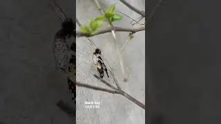 Cris&aacute;lida a 🦋.