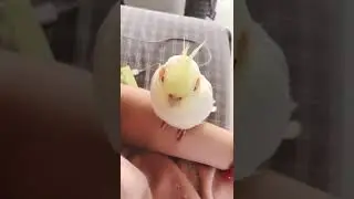 The Smartest Parrots