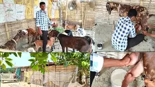 गाँव-गाँव से दूध इकठ्ठा कर मक्खन के कारोबार के साथ बकरी पालन से कमाता एक युवा | Bakri Palan