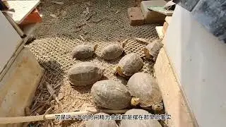 养龟是亏是赚？对你来说？#乌龟 #搞笑 #烏龜