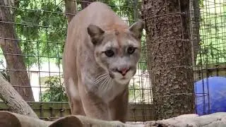 Muskoka loves to be nosy at the Killman Zoo #killmanzoo #cougar #thekillmanzoo