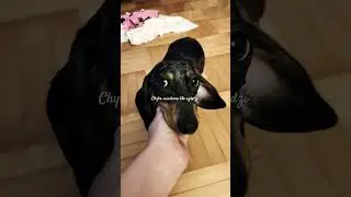 Jamnik kt&oacute;ry rządzi #jamnik