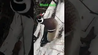 A close look at this beautiful duck.