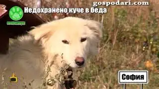 Наш репортер спасява недохранено куче в беда
