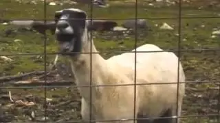 Taylor Swift -- Trouble (Goat Version) FULL SONG!!!!!