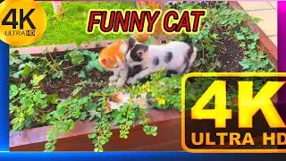🐰Kitten Willie beats his sister 🐈 😻 ❤️  Coco and tries to get out of the basket meowing loudlycat😿🙀