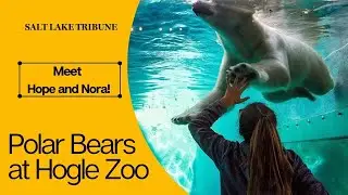 Meet polar bears Hope and Nora at Utah's Hogle Zoo