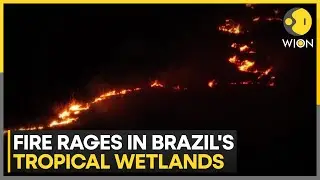 Brazil Wildfire: Satellite data shows fires in Brazilian wetlands have surged 980% | WION