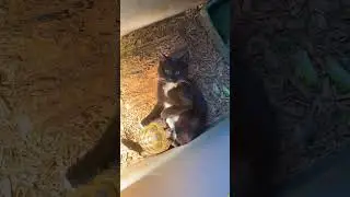 The cat spawned outside the map#cat&nbsp;#catsoftiktok&nbsp;#catlover&nbsp;#funny&nbsp;#funnyvideos&nbsp;#foryou&nbsp;#fypage