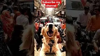 ai world Studio #ai #animals #aiworldstudio