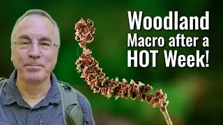Woodland Macro Photography after a Hot Week!