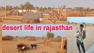 डेजर्ट लाइफ in राजस्थान  #villagelife #desert #farming #vlog #jaislamer #rajasthaniclture #culture 