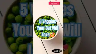 5 Healthy Vegetables for Cats | Home made cat food #shorts #cat #viralvideo #catfood