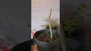 mimosa tree trunk chop to new growth