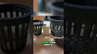 Jolin vs Castle Greens Rockwool - Growing Hydroponic Seeds! #diyhydroponics #hydroponicsystems