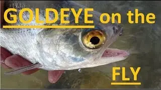 Goldeye On The Fly