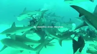 Deepblu Story - A frenzy of SHARKS