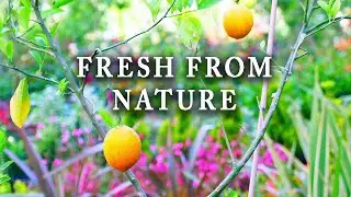 Relaxation Sound Music | Nature&rsquo;s Organic Beauty in 4K