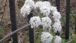 Cow Parsnip -  K&uacute;ahv&ouml;nn -  Hvannir - Villijurt - Illgresi