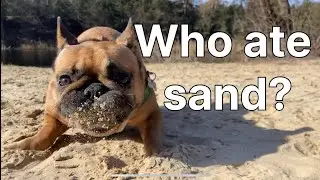 Dog Ariva, Who Ate Sand &hellip;?😂😂