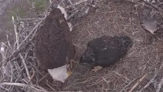 Eagles Mom feeding first breakfast of the day to eaglet | SWFL Eagles | Feb 1, 2026