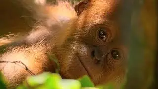 Earth (Our Beautiful Planet) | #OnePlanet