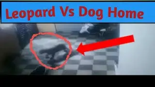Leopard jumped into house porch in Margalla Islamabad in Pakistan tried to catch a domestic dog