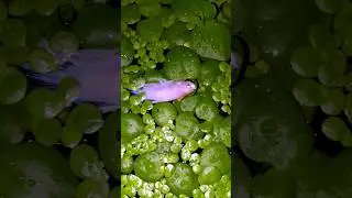 Betta fishes sleeping at night #aquarium #beautiful #guppy #bettafish #betta
