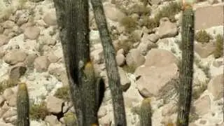 Cactus Canastero (Pseudasthenes cactorum), Huayrondo, Arequipa