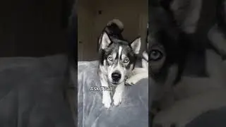 Living with CRAZY huskies you see this look #husky #huskies #funnydogs